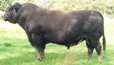 RANGATIRA 13 - 4 - A very deep meaty bull with low birth