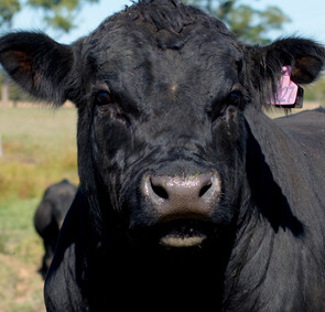 CONSISTENT FERTILITY