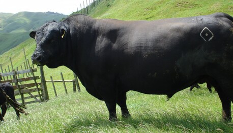 TURIHAUA WOMBLE B246 - Left us a great line of females