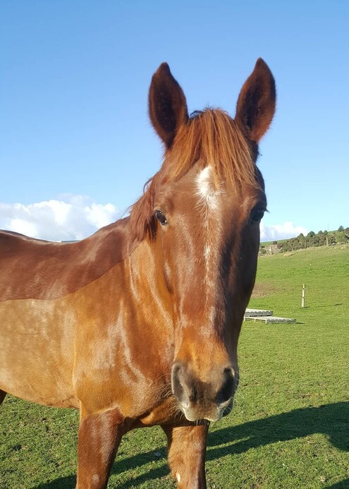 safe trekking horse at stone hill