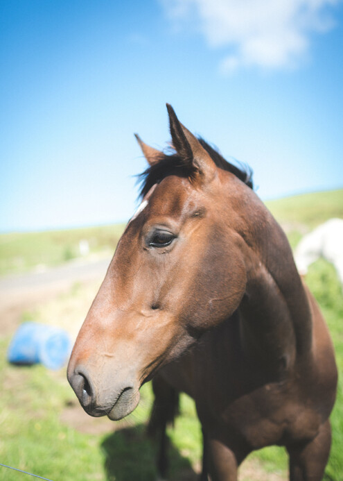 Safe horse trekking at Stone Hill