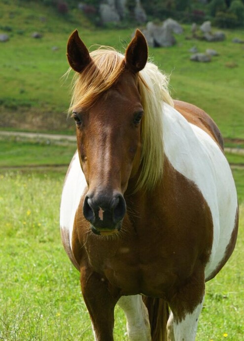 safe pinto horse trekking at stone hill