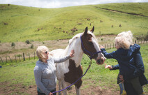 horse pinto