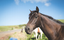 Thoroughbred Huntly