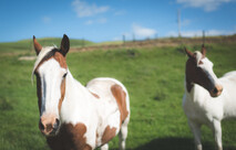 pinto horses