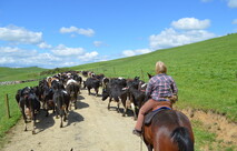 rounding up the cattle on a horse