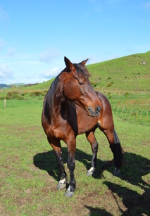 Standardbred Jonny