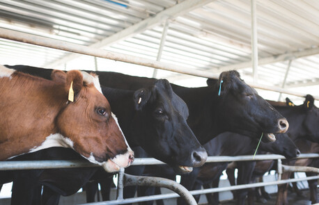 cows