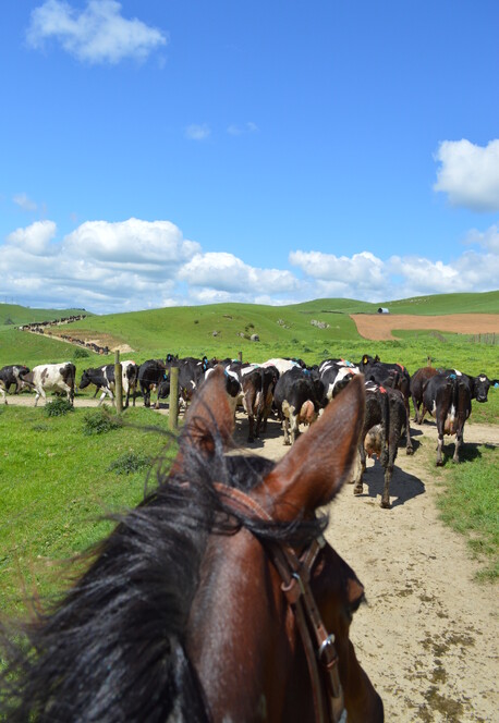 rounding up the cattle on a horse