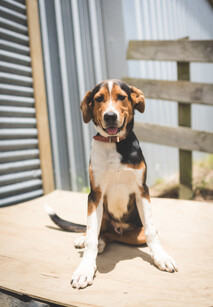 farm dog