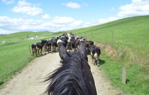rounding up the cattle