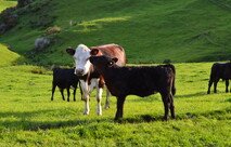 cows and calve