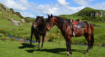 two horses at the picnic area