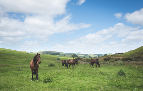 horses from stone hill horse trek