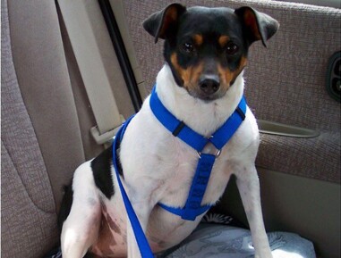 Are pets allowed in your company cars? Check with your company&rsquo;s policies before letting your pooch into the vehicle.