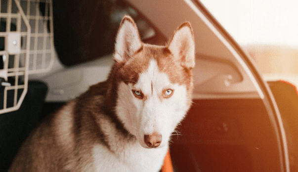 Keeping your pets safe while travelling