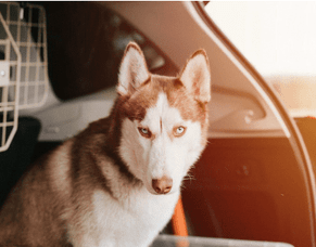 Keeping your pets safe while travelling