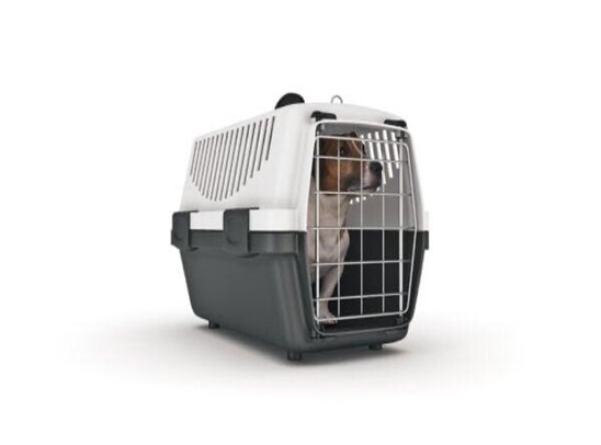 Cages like this should be transported sideways so that the dog isn’t forced up against the cage under heavy braking