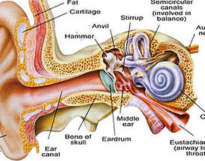 Learn about your ears and why they&#039;re useful