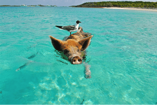 Ear Suction Hawke's Bay