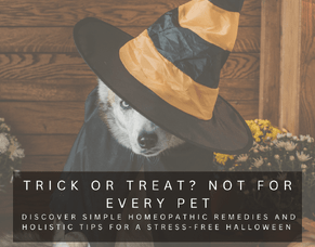 Homeopathy for Anxious Dogs &amp; Cats: Keeping Your Pets Calm and Safe This Halloween
