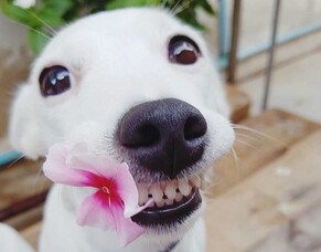 Mouth Hygiene - Food for Thought