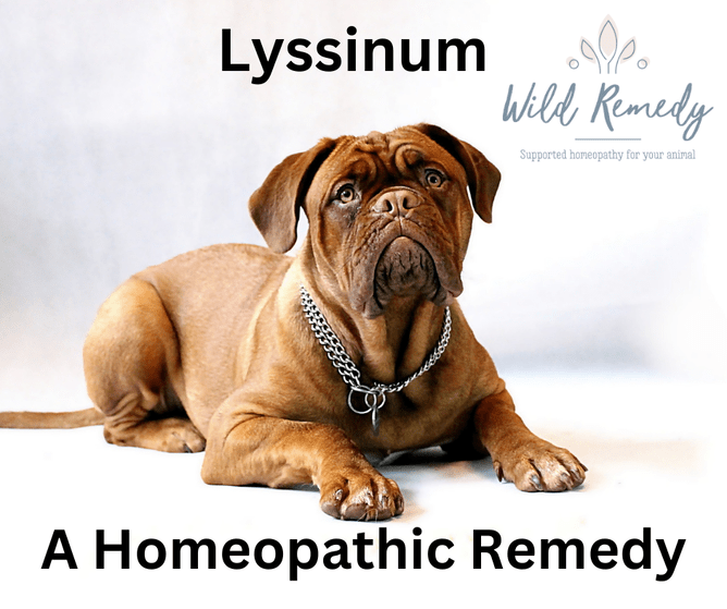 Homeopathic remedies for parvo in clearance dogs