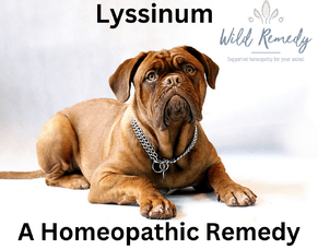 Lyssinum - A Homeopathic Remedy