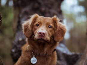 Leaky Gut In Dogs