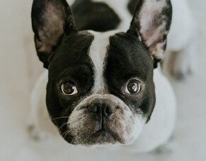 Homeopathy and Arthritis in Dogs