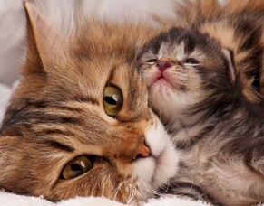 Homeopathy for Mama Bear