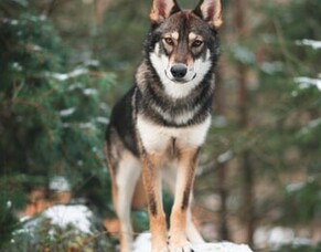 Back to Grass Roots - Our Pet&#039;s Diet