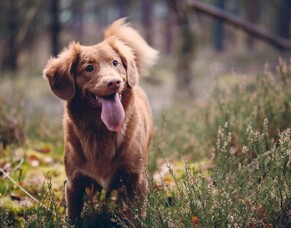 Grass Seeds and Dogs
