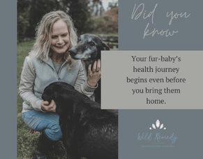 Your Animal&rsquo;s Health Journey Starts Long Before You Bring Them Home