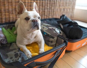 Homeopathic Remedies for Pets Staying in Boarding Kennels and Catteries