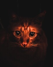 Belladonna - The &quot;Wild&quot; Side