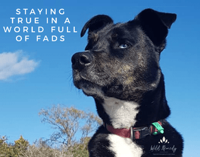 Staying True in a World Full of Fads: What Our Animals Really Need