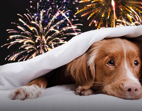 Homeopathic Fireworks Support for Animals: Be Ready Before the First Bang