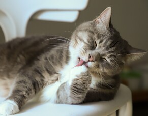 How Do I Administer Homeopathic Remedies to My Pet?