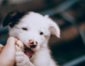 Top 3 Homeopathic Remedies for Teething!