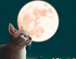 Worming Your Cats &amp; Kittens With Homeopathy