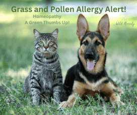 Grass and Pollen Allergies - A Homeopathic Approach