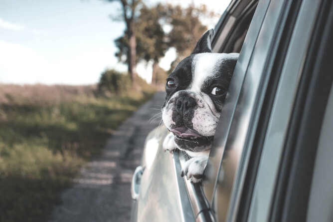 Motion Sickness In Pets – Wild Remedy  – Natural Homeopathy Support For Your Animals – New Zealand