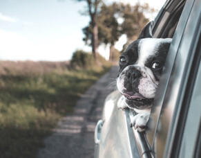 Motion Sickness in Animals