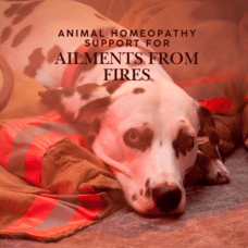 Wildfire Homeopathic Support