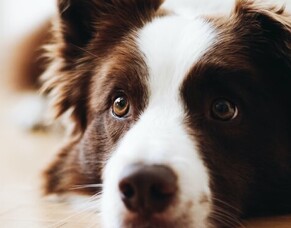 Natural Support for Dog Anxiety: How to Calm Your Canine the Homeopathy Way