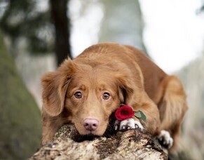 Ignatia - Ignited By Love