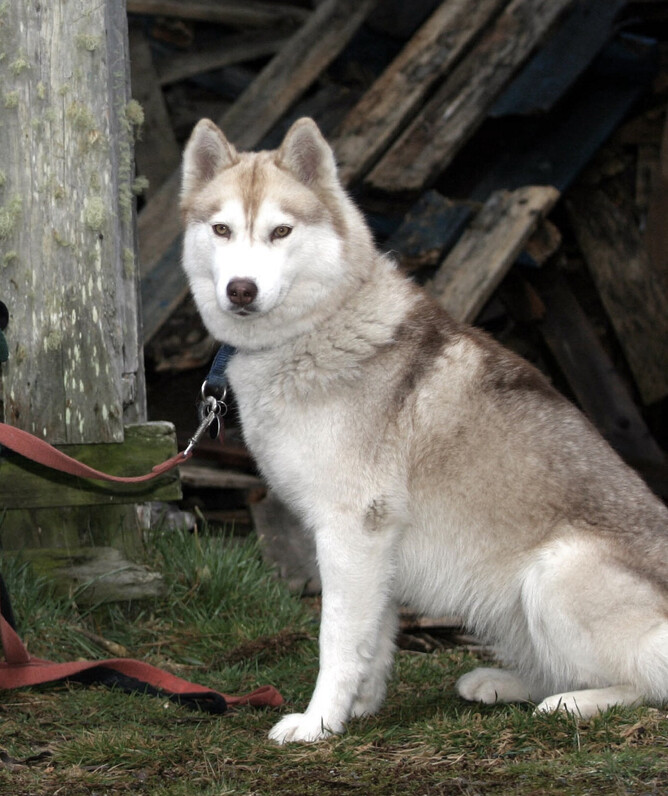 Pulsatilla – Wild Remedy  – Natural Homeopathy Support For Your Animals – New Zealand