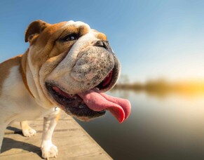 What Is Heat Stroke?