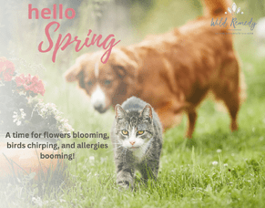 My Top Spring Animal Tips!